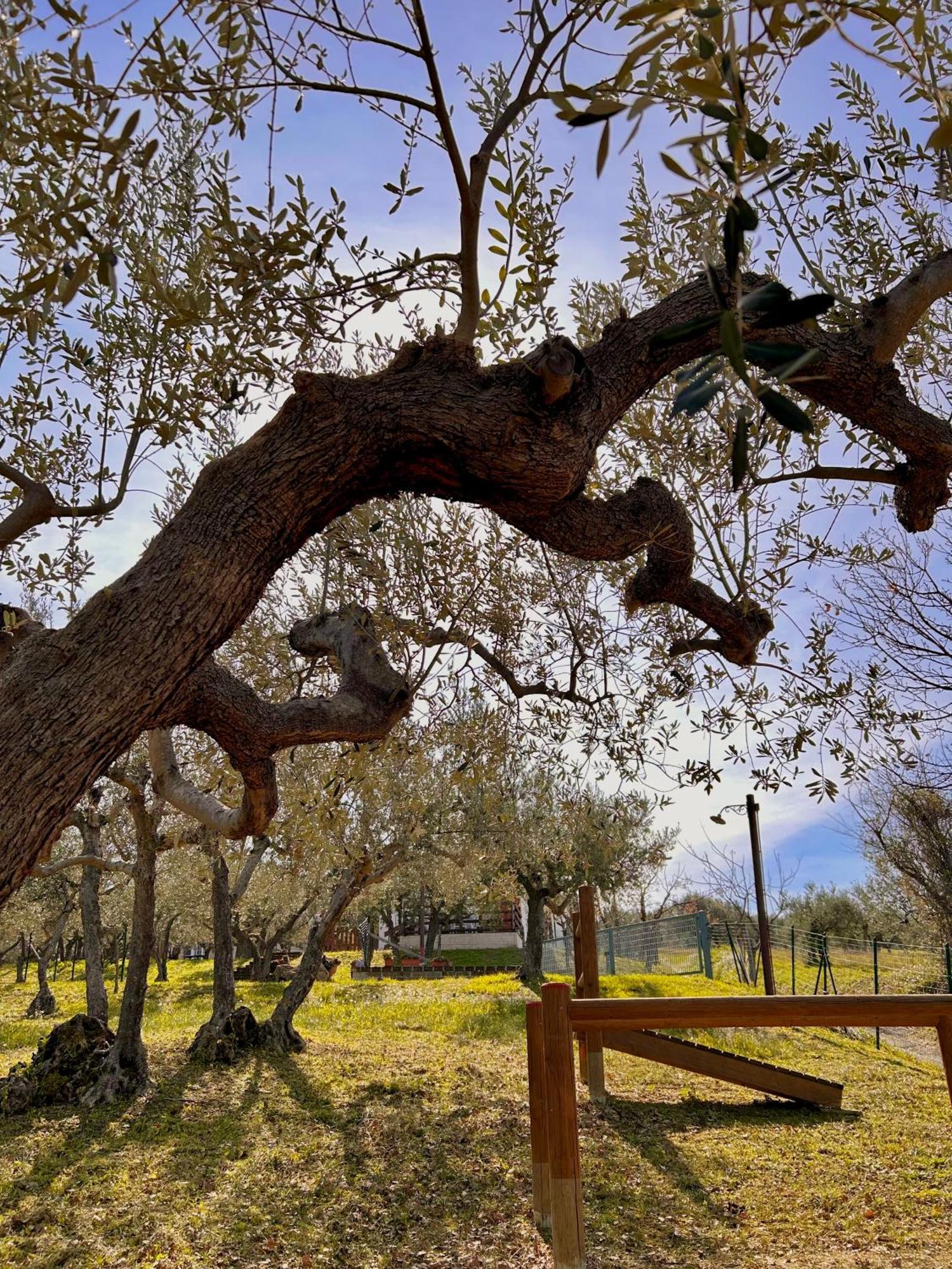 Oasi Macerina Villa Alanno ภายนอก รูปภาพ